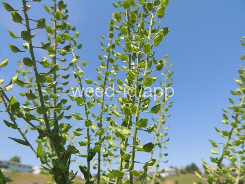 pepperweed, field